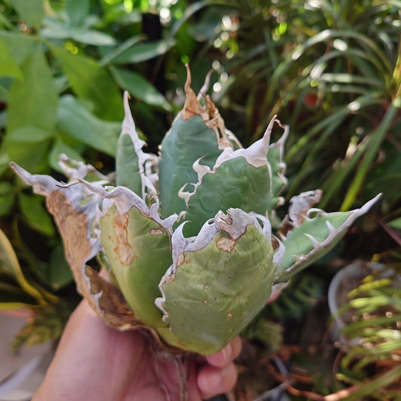 アガベ チタノタ オアハカ Agave titanota Oaxaca 17 | Mellow アガベ チタノタ オアハカ Agave titanota Oaxaca 17 | Mellow