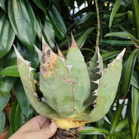アガベ チタノタ オアハカ Agave titanota Oaxaca 5