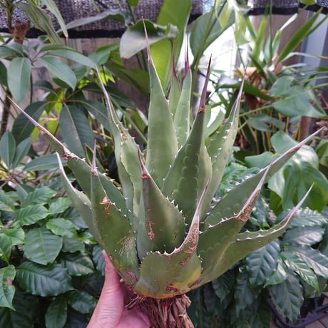 アガベ ジェントリー ジョーズ agave gentryi "Jaws" J5