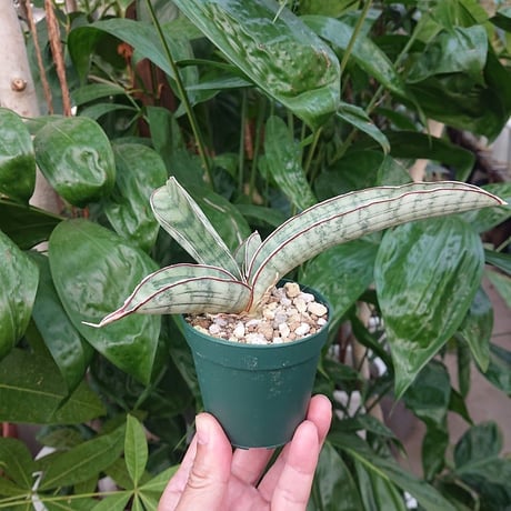 No.3 Sansevieria hallii Silver Bat サンスベリア シルバーバット 【送料全国一律500円】