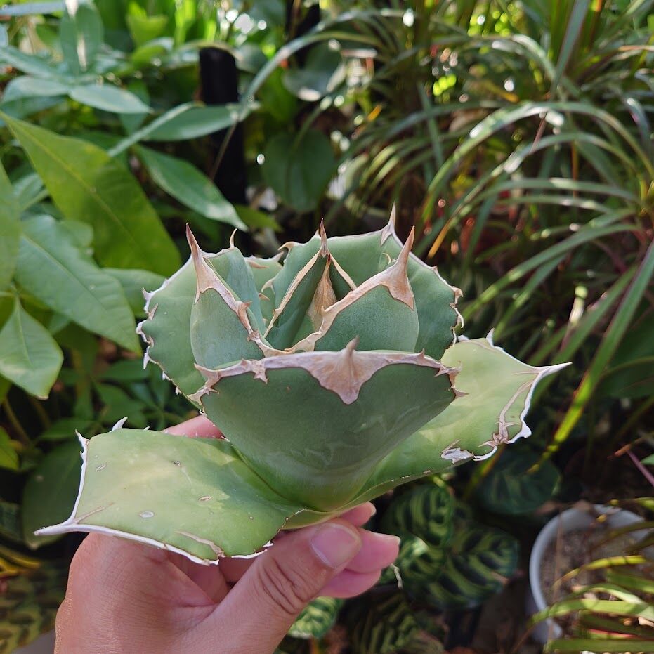 アガベ　オアハカオテロイ　オアハカ犀　チタノタ アガベ チタノタ オアハカ Agave titanota Oaxaca 16 | Mellow