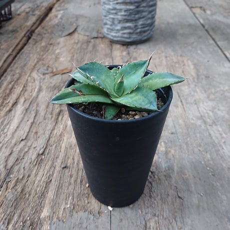 no.3 アガベ チタノタ Agave titanota 【送料全国一律500円】