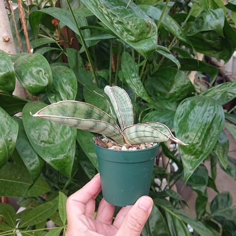 No.3 Sansevieria hallii Silver Bat サンスベリア シルバーバット 【送料全国一律500円】