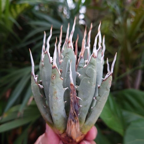 アガベ ユタエンシス ネバデンシス S1 Agave uthaensis var. nevadensis