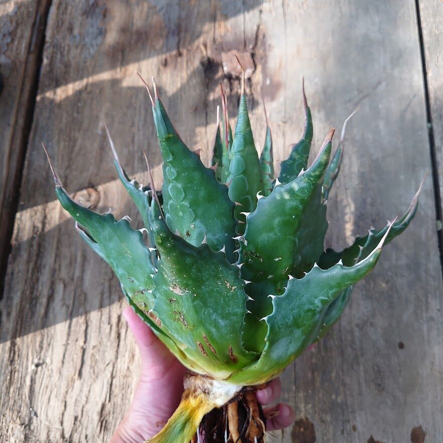アガベ モンタナ Agave Montana 2 | Mellow Yard アガベ モンタナ Agave Montana 2 | Mellow Yard