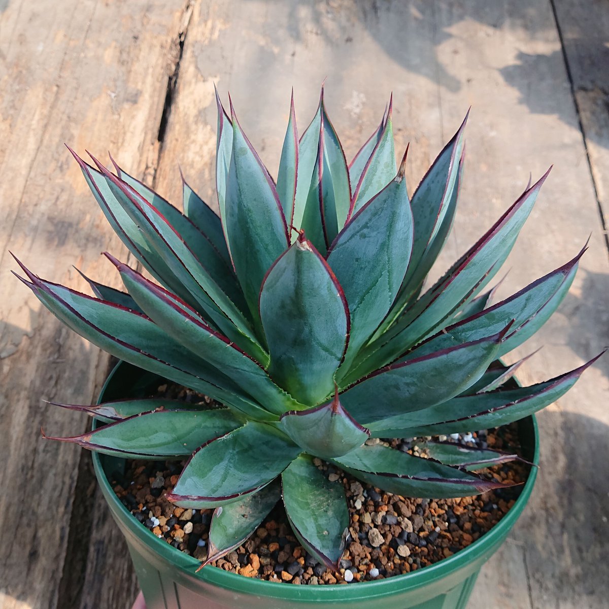 no.3 アガベ ブルーグロウ agave blue grow 【発根済】 | Mellow no.3 アガベ ブルーグロウ agave blue grow 【発根済】 | Mellow