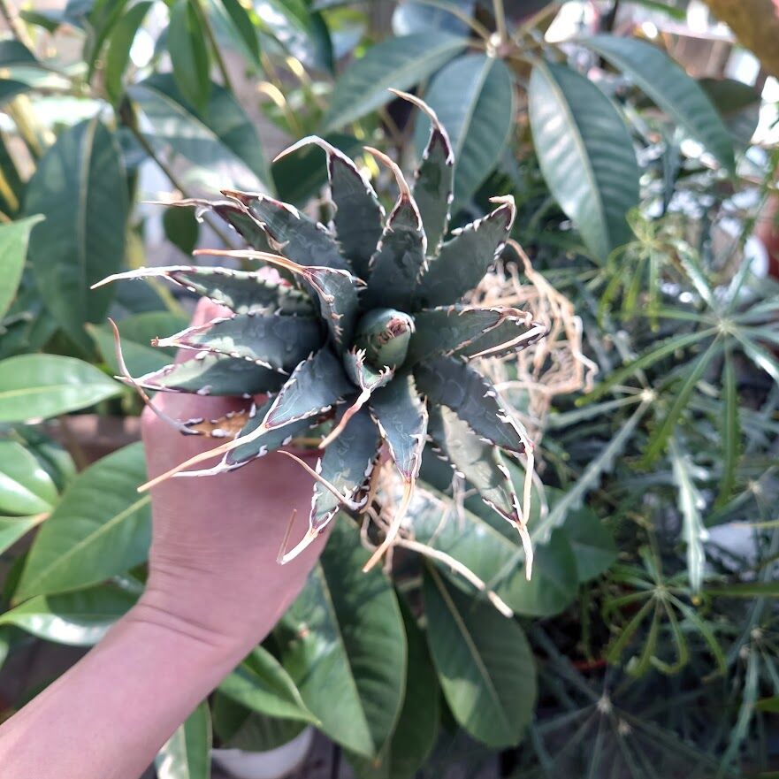 アガベ ユタエンシス ネバデンシス SN3 Agave uthaensis var アガベ ユタエンシス ネバデンシス SN3 Agave uthaensis var