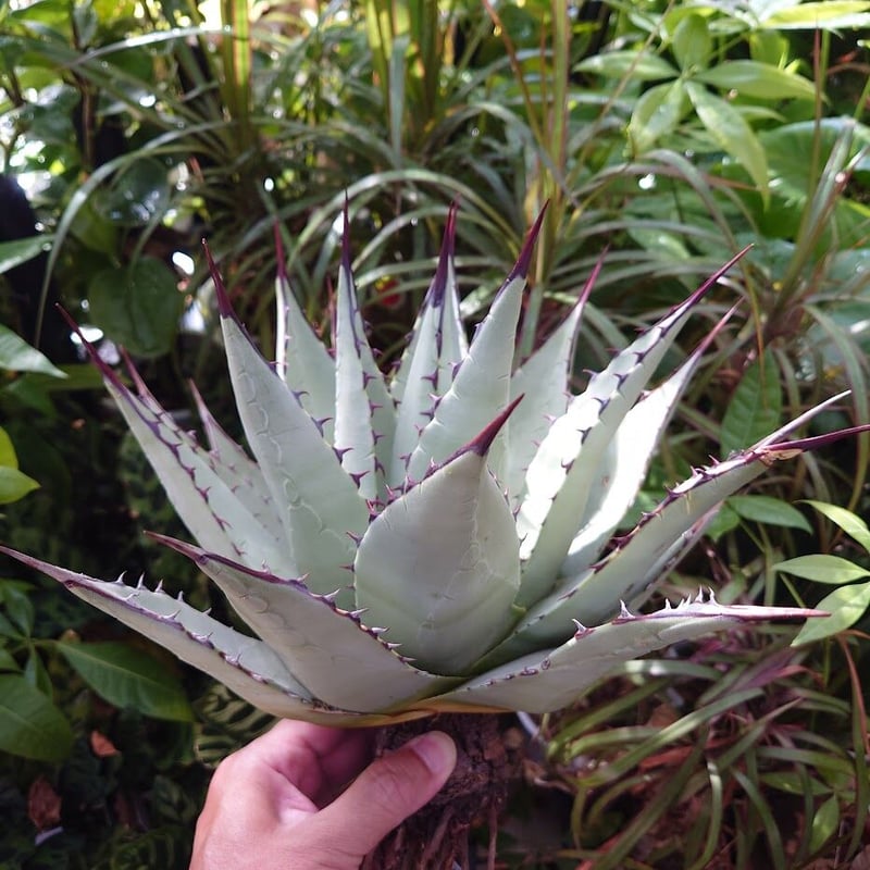 アガベ パリー ネオメキシカーナ agave prryi ssp.neomexicana 2