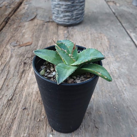 no.5 アガベ チタノタ Agave titanota 【送料全国一律500円】