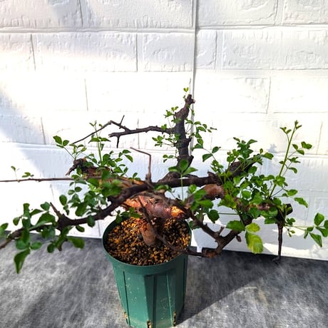 コミフォラ ボラネンシス 2 Commiphora boranensis