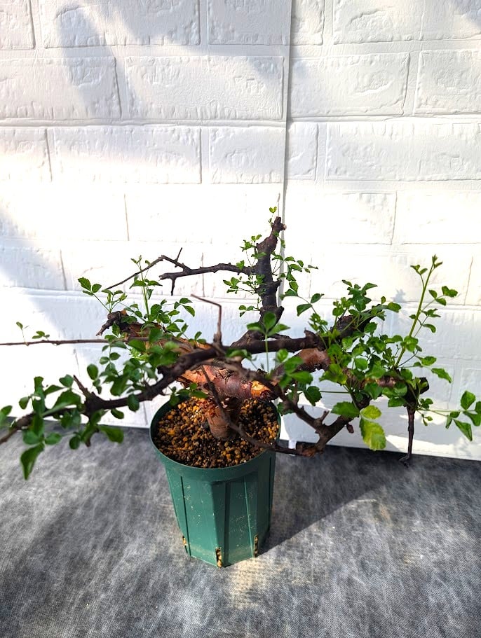 コミフォラ ボラネンシス 2 Commiphora boranensis | Mellow Yard