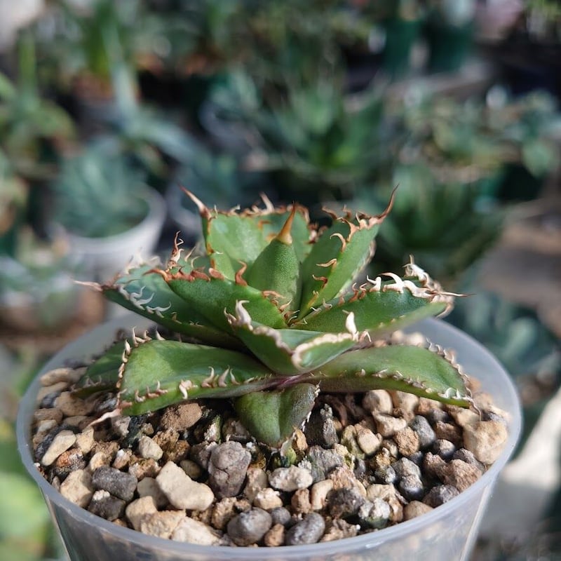 2頭 多頭 アガベ チタノタ フィリグリー ダブルヘッド agave f2