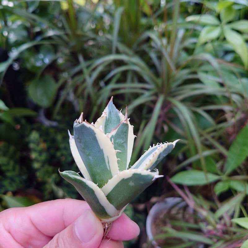 アガベ チタノタ スナグルトゥース ST16 | Mellow Yard