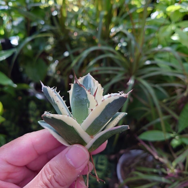 ［やまゆ］多肉植物アガベ　チタノタ　スナグルトゥース 35株 アガベ チタノタ スナグルトゥース | Beratta Garden