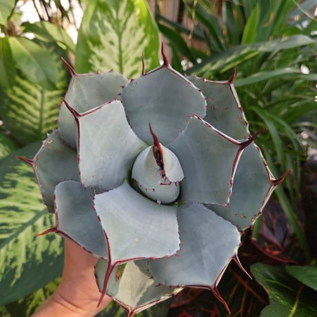 アガベ パリー トランカータ agave parryi truncata 4