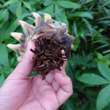 アガベ ユタエンシス ネバデンシス YN27 Agave uthaensis var. nevadensis