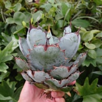 アガベ オバティフォリア オルカ 1 Agave ovatifolia variegated