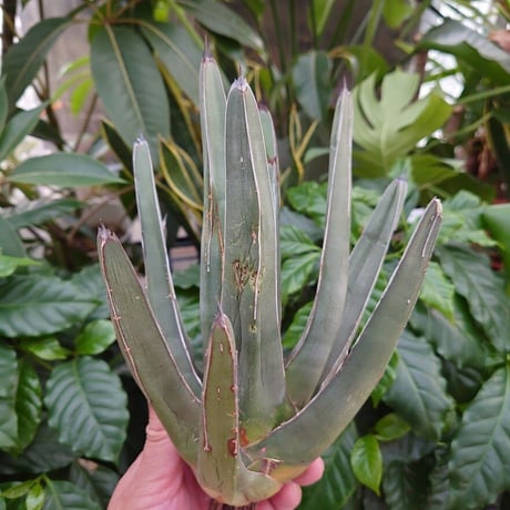 アガベ フェルディナンドレジス FR1 Agave ferdinandi regis 【訳あり】