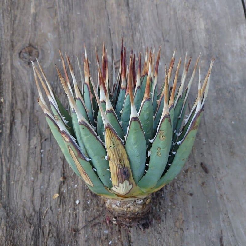 アガベ ユタエンシス ネバデンシス 8 Agave uthaensis var. nevade...