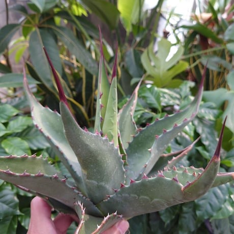 アガベ ジェントリー ジョーズ agave gentryi "Jaws" J3 【訳あり】