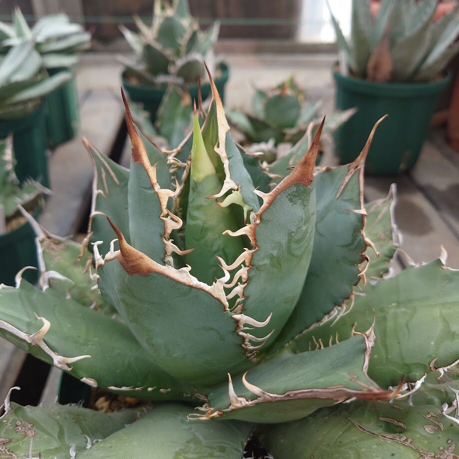 アガベ チタノタ オアハカ Agave titanota Oaxaca 20 | Mellow