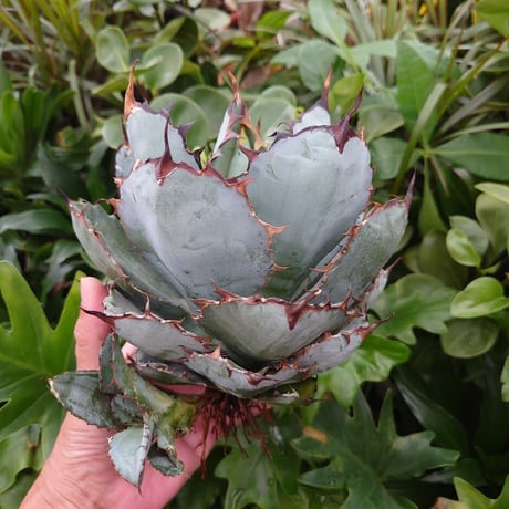 CATEGORY チタノタBB | Mellow Yard