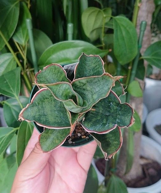 サンスベリア sp. Mafinga 'Green Dragon' v サンスベリア sp. Mafinga 'Green Dragon' v サンスベリア sp. Mafinga