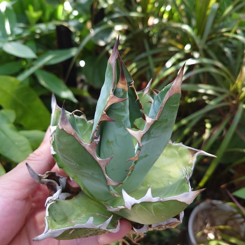 アガベ チタノタ オアハカ Agave titanota Oaxaca 14 | Mellow アガベ チタノタ オアハカ Agave titanota Oaxaca 14 | Mellow
