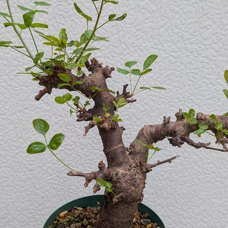 コミフォラ ボラネンシス 1 Commiphora boranensis