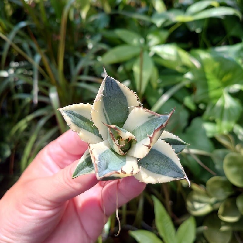 アガベ チタノタ スナグルトゥース ST21 | Mellow Yard