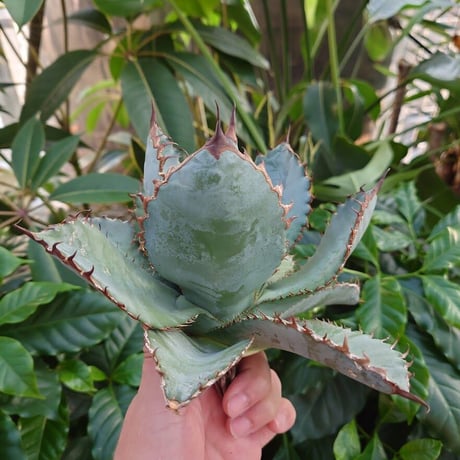 アガベ チタノタ ライオンズメーン メイン Agave titanota Lion's Mane  L3
