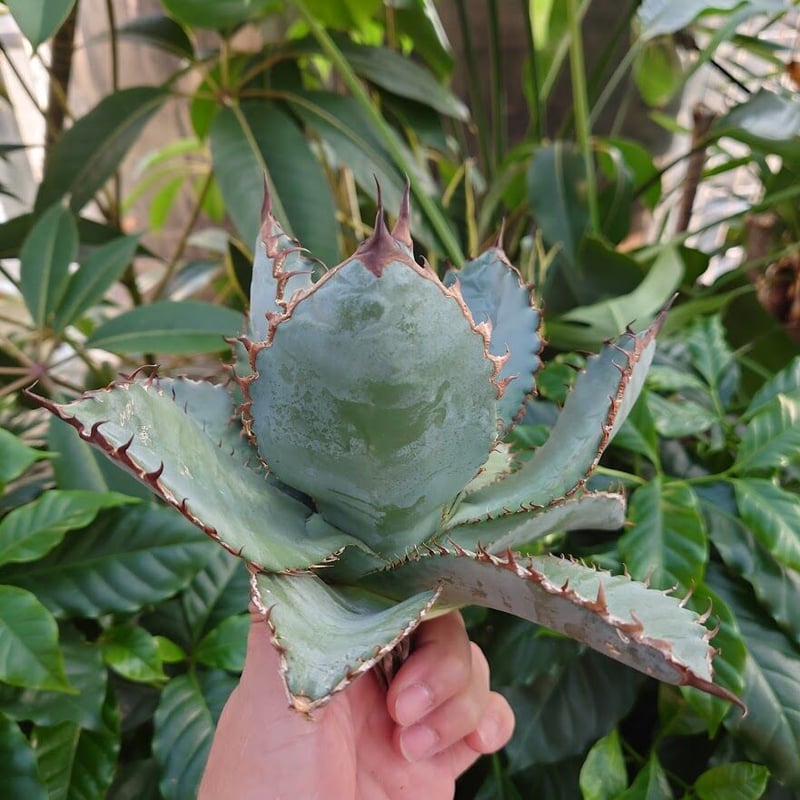 アガベ チタノタ ライオンズメーン メイン Agave titanota Lion's Man