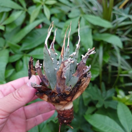 アガベ ユタエンシス ネバデンシス YN4 Agave uthaensis var. nevadensis