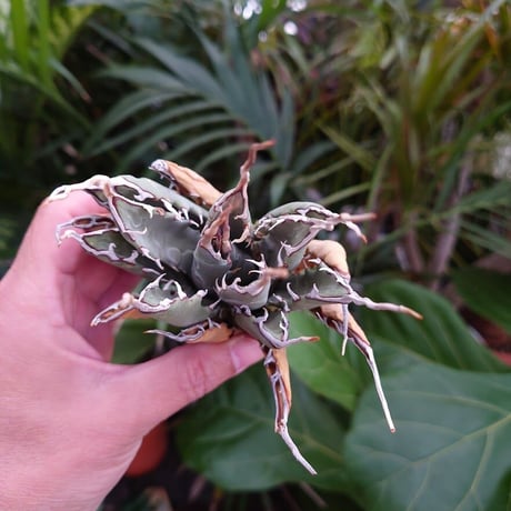 アガベ ユタエンシス ネバデンシス S3 Agave uthaensis var. nevadensis