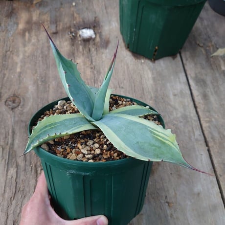 アガベ オバティフォリア オルカ 1 Agave ovatifolia variegated 'ORCA'