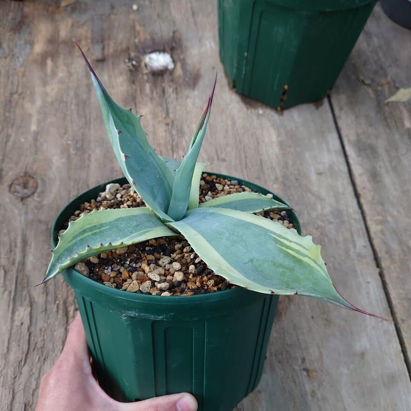 アガベ オバティフォリア オルカ 1 Agave ovatifolia variegated アガベ オバティフォリア オルカ 1 Agave ovatifolia variegated