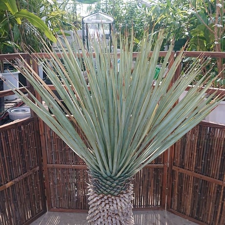 1. ユッカ ロストラータ yucca rostrata