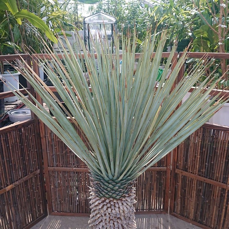 1. ユッカ ロストラータ yucca rostrata | Mellow Yard 1. ユッカ ロストラータ yucca rostrata | Mellow Yard