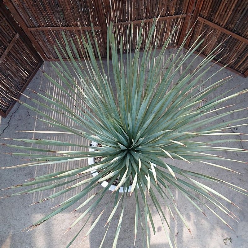 1. ユッカ ロストラータ yucca rostrata | Mellow Yard 1. ユッカ ロストラータ yucca rostrata | Mellow Yard