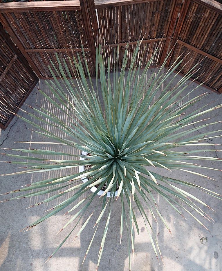 1. ユッカ ロストラータ yucca rostrata | Mellow Yard