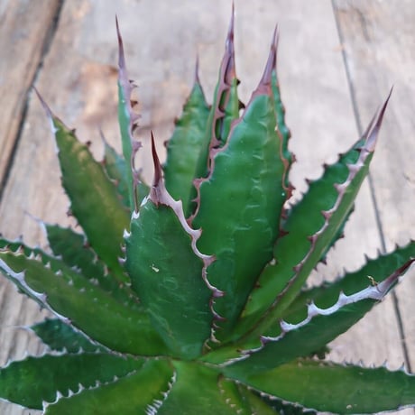 アガベ ホリダ agave horrida 3 【大株・美株】