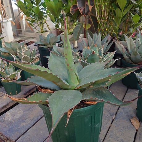 アガベ ジェントリー ジョーズ agave gentryi "Jaws" J3 【訳あり】