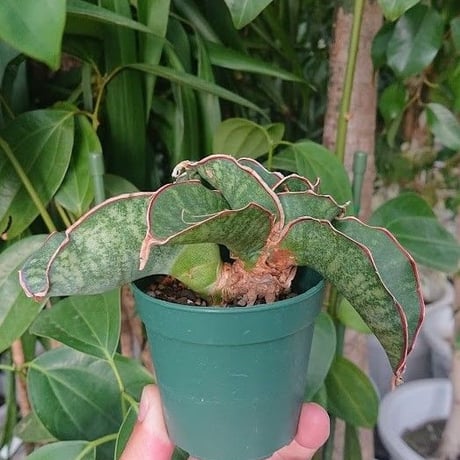 no.1 Sansevieria sp. Mafinga Tanzania Dragon サンスベリア ドラゴンウィング