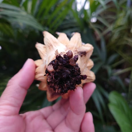 H様ご予約商品 アガベ ユタエンシス ネバデンシス S5 Agave uthaensis var. nevadensis