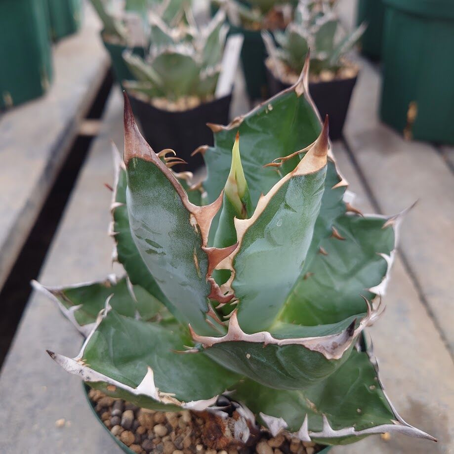 アガベ チタノタ オアハカ Agave titanota Oaxaca 14