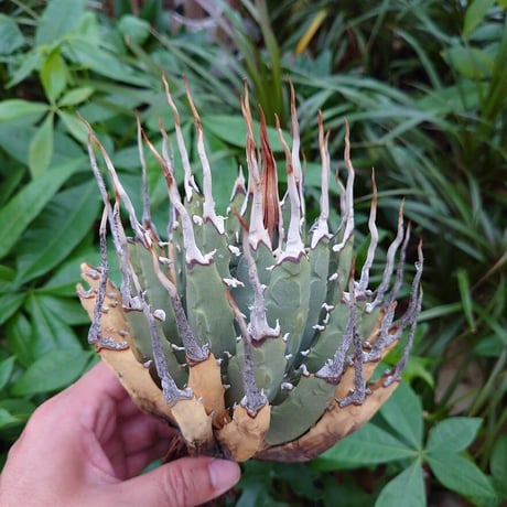 アガベ ユタエンシス ネバデンシス YN27 Agave uthaensis var. nevadensis