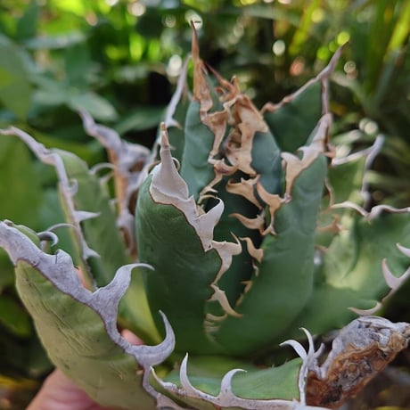 アガベ チタノタ オアハカ Agave titanota Oaxaca 19