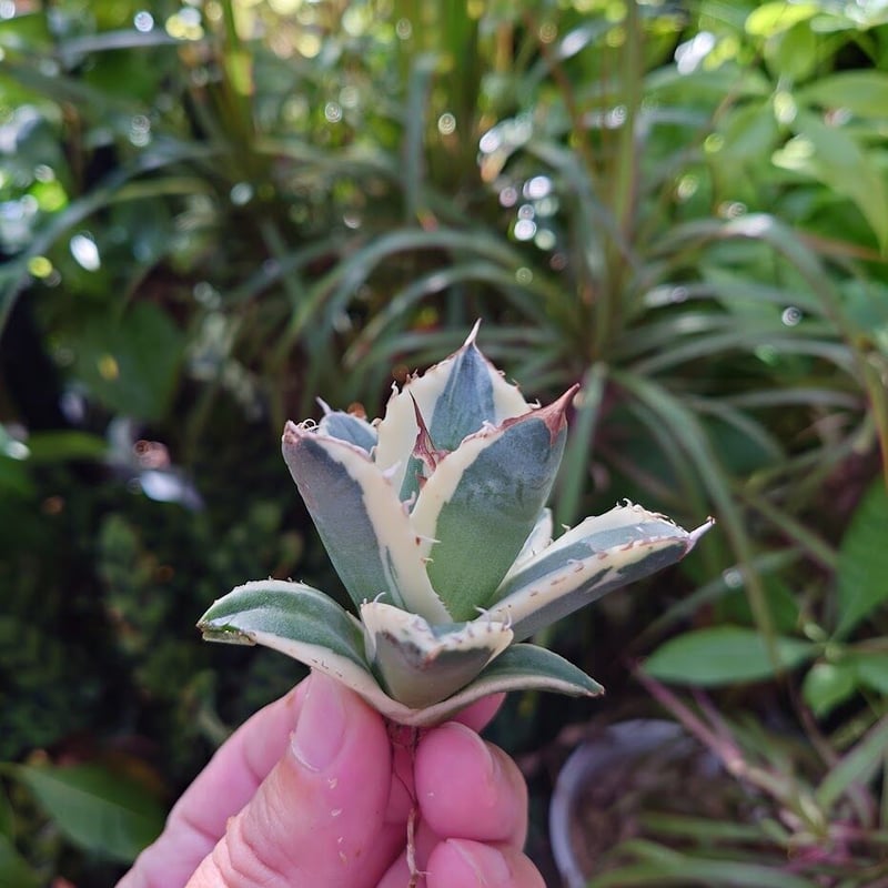 アガベ チタノタ スナグルトゥース ST12 | Mellow Yard