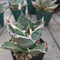 アガベ チタノタ オアハカ Agave titanota Oaxaca 13