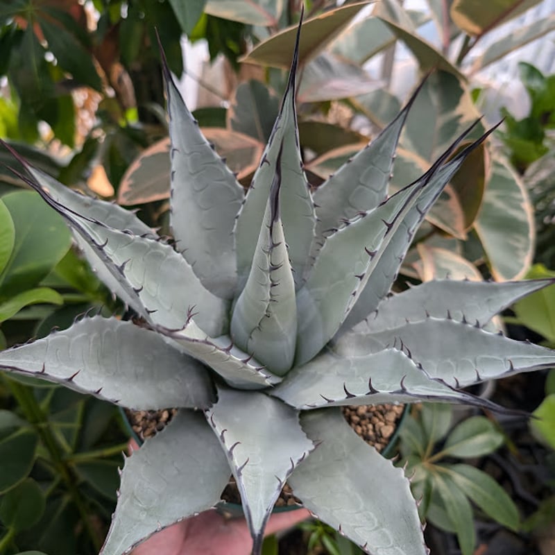 アガベ パリー ネオメキシカーナ agave prryi ssp.neomexicana 1